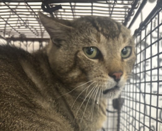 Shelter Stray Male Cat last seen , 957 N Gaffey St, San Pedro, CA 90731, USA