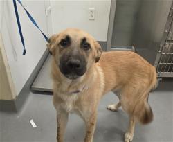 Shelter Stray Male Dog last seen Near BLOCK MENIFEE RD, SUN CITY CA 92585, 581 S Grand Ave, San Jacinto, CA 92582, USA