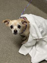 Shelter Stray Female Dog last seen N NELLIS BLVD & E WASHINGTON AVE, 655 N Mojave Rd, Las Vegas, NV 89101, USA