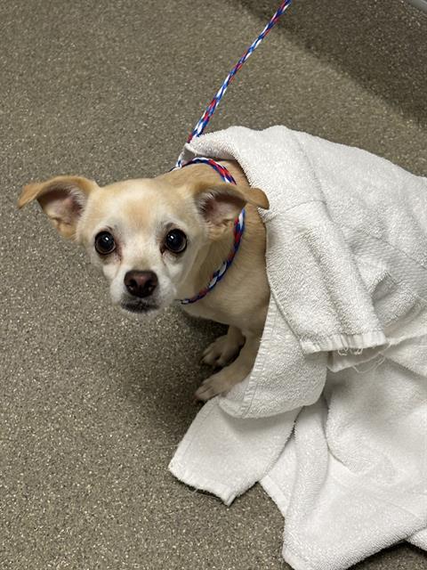 Shelter Stray Female Dog last seen N NELLIS BLVD & E WASHINGTON AVE, 655 N Mojave Rd, Las Vegas, NV 89101, USA