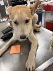 Shelter Stray Male Dog last seen Near BLOCK KIT AVE, HEMET, CA, 581 S Grand Ave, San Jacinto, CA 92582, USA
