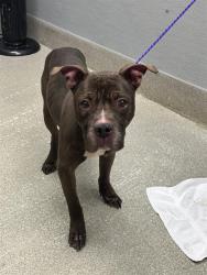Shelter Stray Male Dog last seen E CRAIG RD & N PECOS RD, 655 N Mojave Rd, Las Vegas, NV 89101, USA