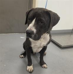 Shelter Stray Male Dog last seen Near BLOCK CREST DR, HEMET CA 92544, 581 S Grand Ave, San Jacinto, CA 92582, USA