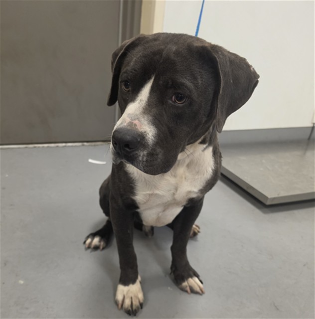 Shelter Stray Male Dog last seen Near BLOCK CREST DR, HEMET CA 92544, 581 S Grand Ave, San Jacinto, CA 92582, USA