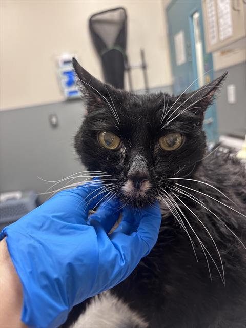 Shelter Stray Male Cat last seen Near BLOCK MELBOURNE RIDGE CT, LAS VEGAS NV 89141, 655 N Mojave Rd, Las Vegas, NV 89101, USA
