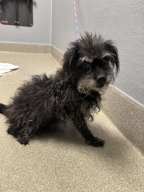Shelter Stray Female Dog last seen Near BLOCK HASSETT AVE, LAS VEGAS NV 89104, 655 N Mojave Rd, Las Vegas, NV 89101, USA