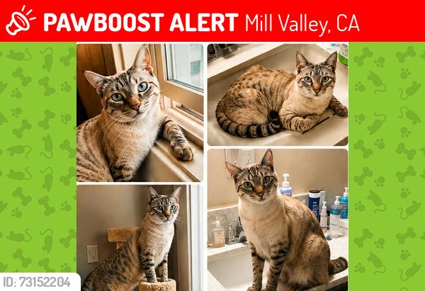 Lost Male Cat last seen Near Shoreline, Mill Valley, Mill Valley, CA 94941