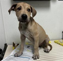 Shelter Stray Male Dog last seen Near BLOCK STERLING RD, BAKERSFIELD CA 93306, 3951 Fruitvale Ave, Bakersfield, CA 93308, USA