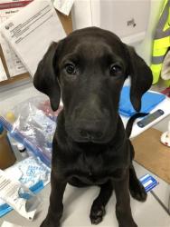 Shelter Stray Male Dog last seen Near BLOCK N FIRST ST, FRESNO CA 93703, 5277 E Airways Blvd, Fresno, CA 93727, USA