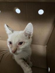 Shelter Stray Female Cat last seen Near BLOCK BEAR MOUNTAIN BLVD, ARVIN CA 93203, 3951 Fruitvale Ave, Bakersfield, CA 93308, USA
