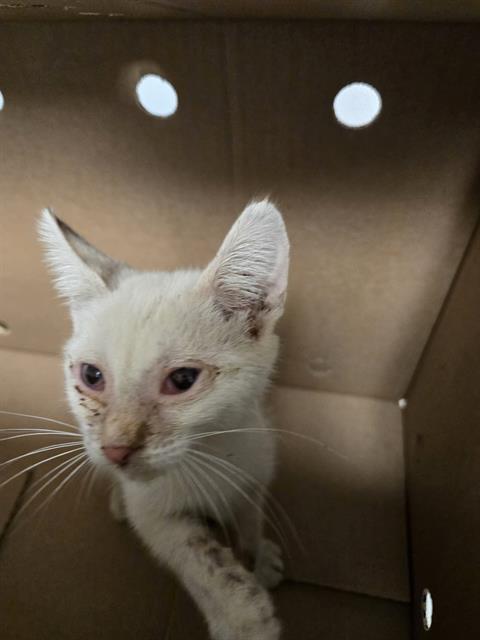 Shelter Stray Female Cat last seen Near BLOCK BEAR MOUNTAIN BLVD, ARVIN CA 93203, 3951 Fruitvale Ave, Bakersfield, CA 93308, USA