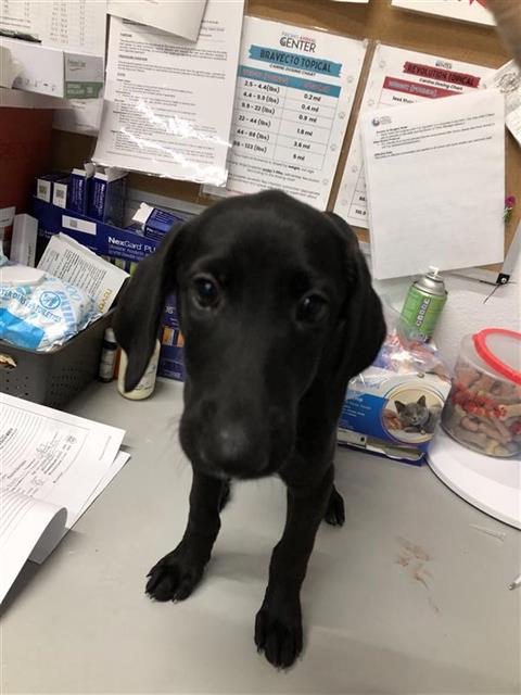 Shelter Stray Female Dog last seen Near BLOCK N FIRST ST, FRESNO CA 93703, 5277 E Airways Blvd, Fresno, CA 93727, USA