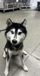 Shelter Stray Male Dog last seen Near BLOCK N FRIANT RD, FRESNO CA 93720, 5277 E Airways Blvd, Fresno, CA 93727, USA