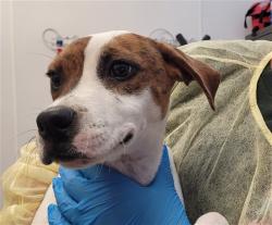 Shelter Stray Female Dog last seen , 4000 N Silverbell Rd, Tucson, AZ 85745, USA