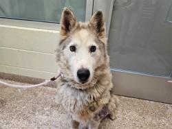 Shelter Stray Male Dog last seen Near BLOCK N PARKWAY, COLORADO CITY CO 81019, 4600 Eagleridge Pl, Pueblo, CO 81008, USA