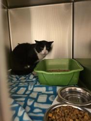 Shelter Stray Male Cat last seen Near BLOCK S JERUSALEM PL, 4522 W 3500 S, West Valley City, UT 84120, USA