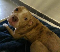 Shelter Stray Female Dog last seen , 232 Eslinger Way, Sanford, FL 32773, USA