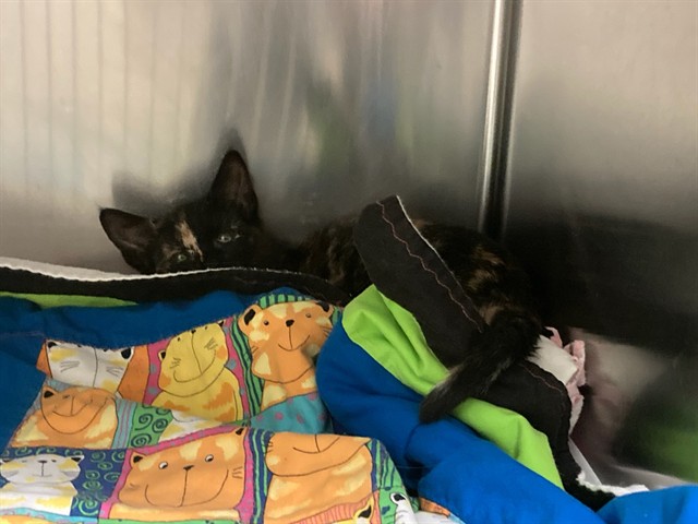Shelter Stray Female Cat last seen POE AVE/WESTWISE CT, 63114, 10521 Baur Blvd, Olivette, MO 63132, USA