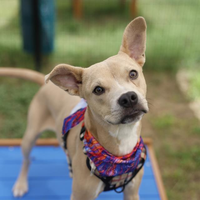 Shelter Stray Male Dog last seen OLD PEARSALL RD AND 5 PALMS DR, 4710 TX-151, San Antonio, TX 78227, USA