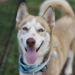 Shelter Stray Female Dog last seen Near BLOCK FRIO VALLEY, 4710 TX-151, San Antonio, TX 78227, USA