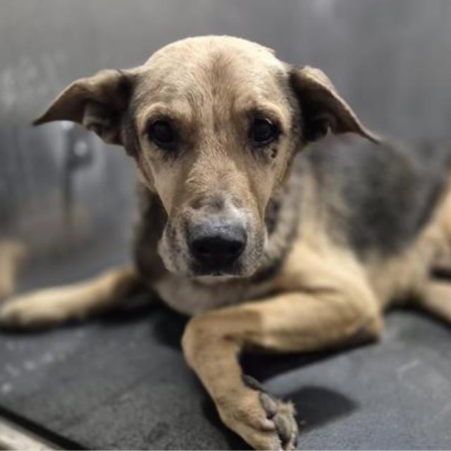 Shelter Stray Male Dog last seen 1H10E AND MLK, 4710 TX-151, San Antonio, TX 78227, USA