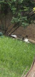 Shelter Stray Female Cat last seen Near BLOCK BLUE ASTOR, 4710 TX-151, San Antonio, TX 78227, USA