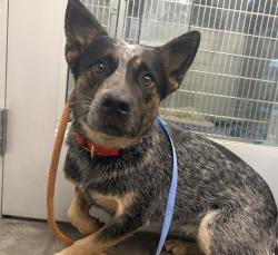 Shelter Stray Female Dog last seen SR 50/N SUNSET AVE, MASCOTTE, 12280 County Rd 448, Tavares, FL 32778, USA