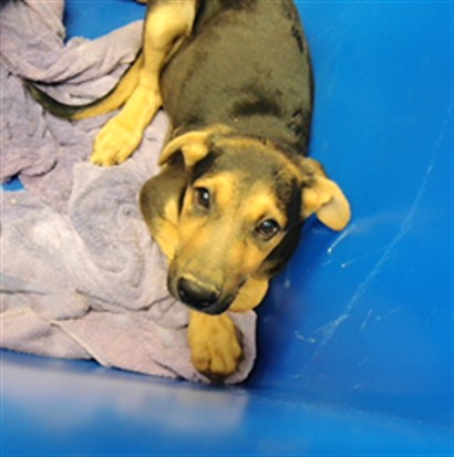 Shelter Stray Male Dog last seen VISTA DE SANDIA ST, 3001 2nd St SW, Albuquerque, NM 87105, USA