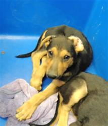 Shelter Stray Male Dog last seen VISTA DE SANDIA ST, 3001 2nd St SW, Albuquerque, NM 87105, USA