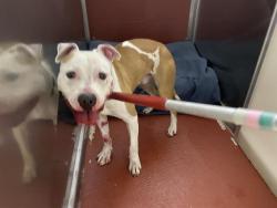Shelter Stray Male Dog last seen 35TH NATIONAL, 3839 W Burnham St, West Milwaukee, WI 53215, USA