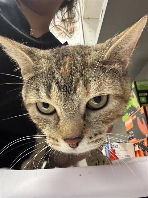 Shelter Stray Female Cat last seen Near, 2600 S Harding St, Indianapolis, IN 46221, USA