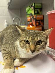 Shelter Stray Female Cat last seen Near, 2600 S Harding St, Indianapolis, IN 46221, USA