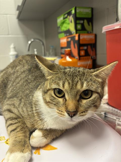 Shelter Stray Female Cat last seen Near, 2600 S Harding St, Indianapolis, IN 46221, USA