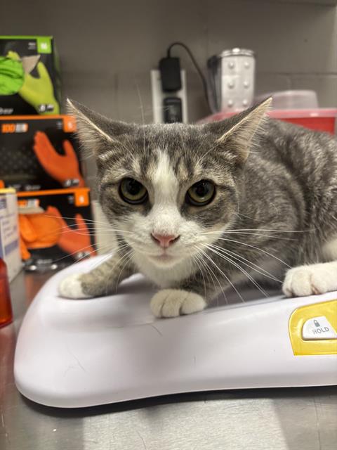 Shelter Stray Female Cat last seen Near, 2600 S Harding St, Indianapolis, IN 46221, USA