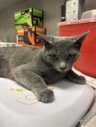 Shelter Stray Female Cat last seen Near, 2600 S Harding St, Indianapolis, IN 46221, USA