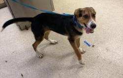 Shelter Stray Male Dog last seen STREET & RUTILE STREET, JURUPA VALLEY, CA, 6851 Van Buren Boulevard, Jurupa Valley, CA 92509, USA