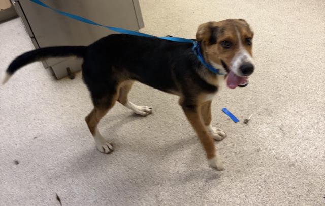 Shelter Stray Male Dog last seen STREET & RUTILE STREET, JURUPA VALLEY, CA, 6851 Van Buren Boulevard, Jurupa Valley, CA 92509, USA