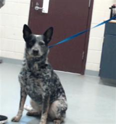 Shelter Stray Female Dog last seen Near BLOCK U TYSON RD, FAYETTEVILLE NC 28306, 4704 Corporation Dr, Fayetteville, NC 28306, USA