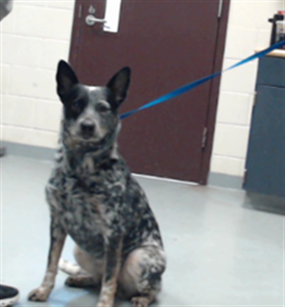 Shelter Stray Female Dog last seen Near BLOCK U TYSON RD, FAYETTEVILLE NC 28306, 4704 Corporation Dr, Fayetteville, NC 28306, USA