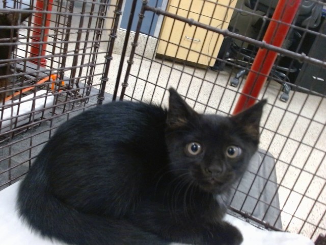 Shelter Stray Male Cat last seen Near BLOCK SW 7 TER, 3599 NW 79th Ave, Doral, FL 33122, USA
