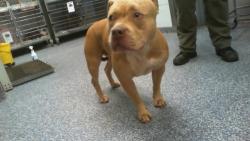 Shelter Stray Female Dog last seen CHARLOTTE, 8315 Byrum Dr, Charlotte, NC 28217, USA