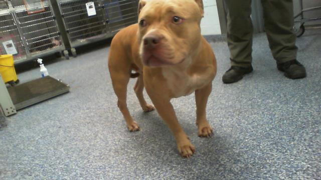 Shelter Stray Female Dog last seen CHARLOTTE, 8315 Byrum Dr, Charlotte, NC 28217, USA