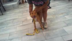 Shelter Stray Male Dog last seen CHARLOTTE, 8315 Byrum Dr, Charlotte, NC 28217, USA