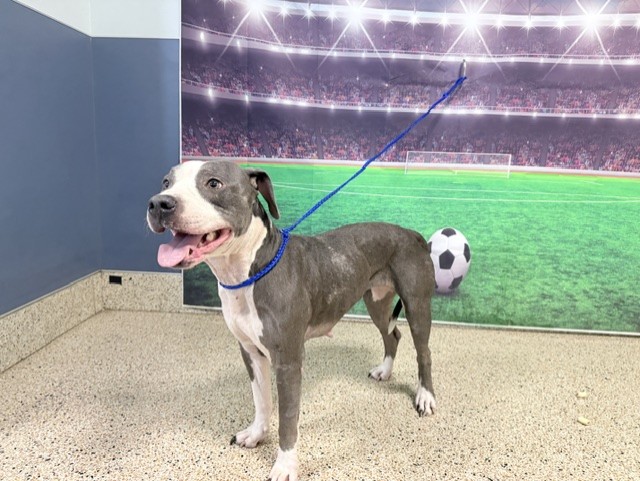 Shelter Stray Female Dog last seen FLORIDA CITY PARK, 3599 NW 79th Ave, Doral, FL 33122, USA