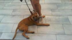 Shelter Stray Male Dog last seen CHARLOTTE, 8315 Byrum Dr, Charlotte, NC 28217, USA