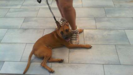 Shelter Stray Male Dog last seen CHARLOTTE, 8315 Byrum Dr, Charlotte, NC 28217, USA
