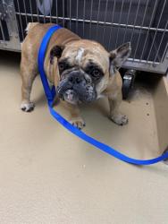 Shelter Stray Female Dog last seen AGUA VISTA DR AND COASTAL HILLS DR, 130 Beyer Way, Chula Vista, CA 91911, USA