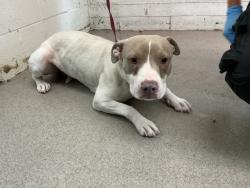 Shelter Stray Female Dog last seen Near BLOCK S WATERMAN, 333 Chandler Pl, San Bernardino, CA 92408, USA