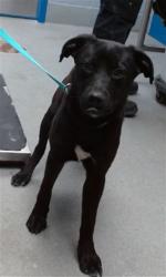 Shelter Stray Male Dog last seen Near BLOCK SACATE BLANCO AVE SW, 11800 Sunset Gardens Rd SW, Albuquerque, NM 87121, USA