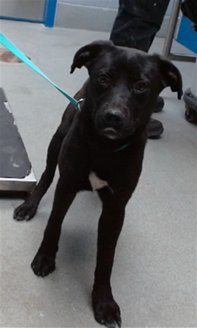 Shelter Stray Male Dog last seen Near BLOCK SACATE BLANCO AVE SW, 11800 Sunset Gardens Rd SW, Albuquerque, NM 87121, USA
